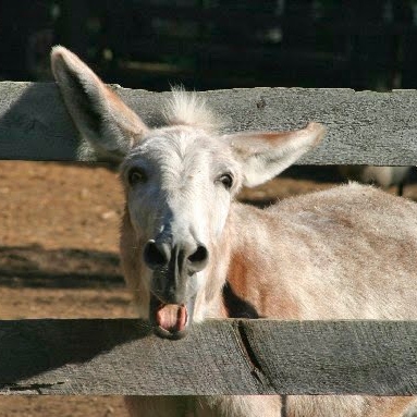 Debra Grady Photo 34