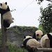 Zhi Li Photo 3