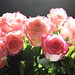Rose Westbrook Photo 7
