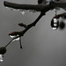 Sheng Gu Photo 10
