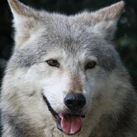 Larry Wolf Photo 24