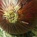 Donna Root Photo 34