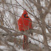 Forest Mcdonald Photo 3