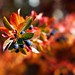 Autumn Sharp Photo 23