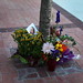 Judy Peterson Photo 26