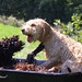 Christopher Breeding Photo 4