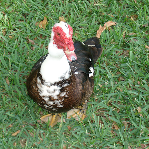 Wanda Lester Photo 32