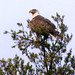 Joyce Dumas Photo 19