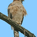 Dan Hawks Photo 11