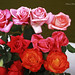Rose Jackson Photo 10