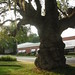 Jan Lynch Photo 7