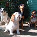 Charles Bean Photo 27