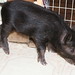 Wilbur Webster Photo 11
