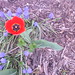 Warren Bloom Photo 12