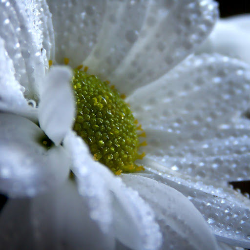 Margaret White Photo 47