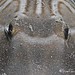Ray Southern Photo 9