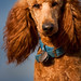 Greg Westfall Photo 34