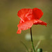 Deborah Wilder Photo 24