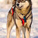 Wallis Brown Photo 4