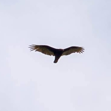 Patrick Swan Photo 29