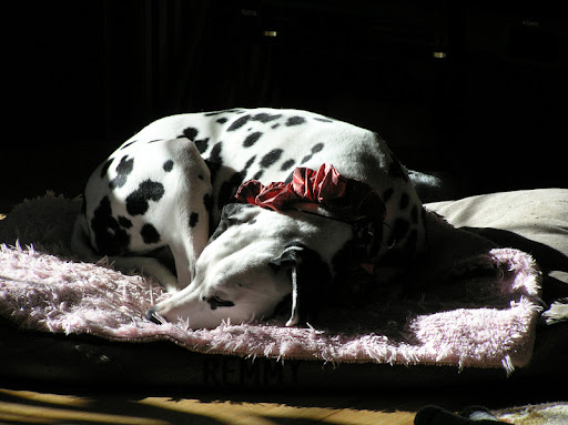 Susan Foote Photo 6