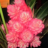 Shirley Bowman Photo 33