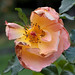 Rose Herbst Photo 10