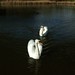 Swan Crisp Photo 6