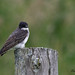 Alfred Gagnon Photo 10