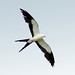 Michelle Swallow Photo 22
