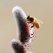 Anna Mahler Photo 6