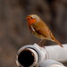 Robin Ramsey Photo 24
