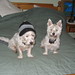 Cindy Wiley Photo 13