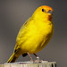 Crystal Finch Photo 17