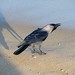 Frederick Crow Photo 4
