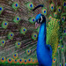 Larry Crow Photo 15