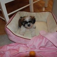 Angelia Thompson Photo 14