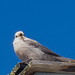 Jay Wolf Photo 23