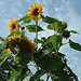 Diane Jenkins Photo 13