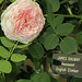 Rose James Photo 14