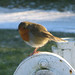 Robin Lock Photo 23