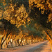Lane Olives Photo 3