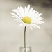 Tracey Summers Photo 11