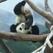 Mei Lan Photo 17