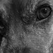 Charlie Wolf Photo 38