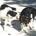 Misty Dees Photo 7