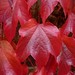 Virginia Ivy Photo 15