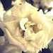 Rose Holliday Photo 11