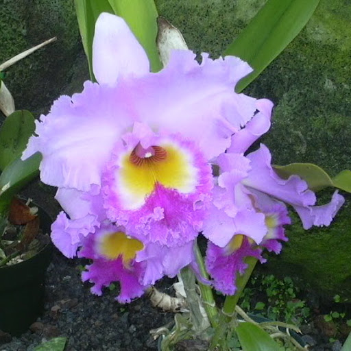 Suzanne Lee Photo 29