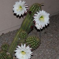 Ellen Downing Photo 9